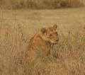 19.8.-20.8.: Razsežnosti nacionalnega parka Serengeti, menjava gume in nove živalske vrste na naši poti